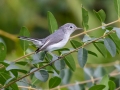 Blue-gray Gnatcatcher - Stewart County, Barkley Wildlife Management Area, Aug 28, 2020