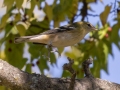 Bay-breasted Warbler - Lake Barkley WMA, Dover,  Stewart County, October 5, 2020