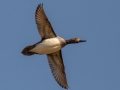 Hooded Merganser - Pond Overlook -3201 Lake Rd, Woodlawn , Montgomery County, December 12, 2020