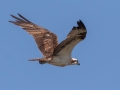 Osprey - Lake Barkley State Park,  Stewart County,  September 20, 2020