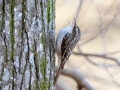 Brown Creeper- Cross Creeks NWR--Woodpecker Interpretive Trail, Dover, Stewart County, November 12, 2020