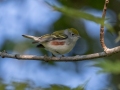 Chestnut-sided Warbler - Lake Barkley State Park,  Stewart County,  September 21 2020