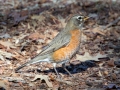 American Robin -  Paris Landing State Park, Buchanan, Henry County, December 26, 2020