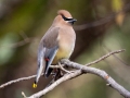 Cedar Waxwing - Land Between the Lakes - Paris Landing State Park and Marina, Buchanan, Henry County,  November 26, 2020