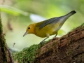 Prothonotary Warbler-1, Bicentennial Trail - Mark’s Trailhead (Ashland City), Cheatham County, September 15, 2020 (This is a series illustrating the foraging behavior of a Prothonotary Warbler. The first shot shows the bird about to pick up the caterpillar, in the second shot he picks it up and then in the third shot he vigorously shakes it. Caterpillars are bitten open on one end and then vigorously shaken or beaten against tree branches to remove the guts which may contain indigestible or toxic matter from leaves before the bird swallows it.)