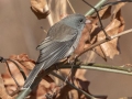 Dark-eyed Junco (Slate-colored) - Paris Landing State Park, Henry County, November 25, 2020