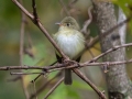 Least Flycatcher - Radnor State Park, Nashville, Davidson County, Sept. 29, 2020