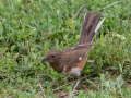 Eastern Towhee (female) - Montgomery County Yard Bird, July 16, 2020