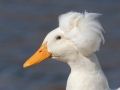 Crested Duck - Liberty Park and Marina, Clarksville, Montgomery County, November 9, 2020