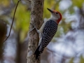 Red-bellied Woodpecker, Dunbar Cave, Clarksville, Montgomery County, November 9, 2020