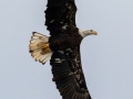 Bald Eagle - Land Between the Lakes - Paris Landing State Park and Marina, Buchanan, Henry County,  November 26, 2020