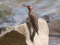 Northern Flicker (Yellow-shafted) - Paris Landing State Park, Henry County,  September 14, 2020