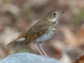 Hermit Thrush -Lake Barkley - Ed Coats Rd,  Dover, Stewart County, November 20, 2020