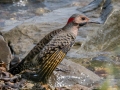 Northern Flicker (Yellow-shafted) - Paris Landing State Park, Henry County,  September 14, 2020