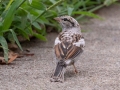 Chipping Sparrow (Leucistic)  - Liberty Park and Marina (Clarksville), Montgomery County, September 13, 2020