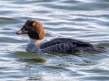 Common Goldeneye (female) - Paris Landing State Park, Henry County, December 27, 2020