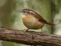 Carolina Wren - Bicentennial Trail - Mark’s Trailhead (Ashland City), Cheatham County, September 23, 2020