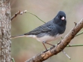 Dark-eyed Junco (Slate-colored) - Paris Landing State Park, Buchanan, Henry County, November 26, 2020