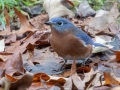 Eastern Bluebird - Paris Landing State Park, Buchanan, Henry County, November 26, 2020