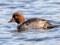 Common Goldeneye (female) - Paris Landing State Park, Henry County, December 27, 2020