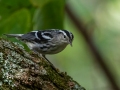 Black-and-white Warbler - Radnor State Park, Nashville, Davidson County, Sept. 19, 2020