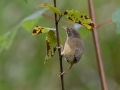 Common Yellowthroat - Bicentennial Trail - Mark’s Trailhead (Ashland City), Cheatham County, September 23, 2020