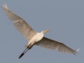 Great Egret - Bumpus Mills Rd and River Rd,  Dover, Stewart County, September 18, 2020