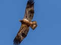 Bald Eagle (juvenile) - Cross Creeks Headquarters, Dover, Stewart County, November 2, 2020