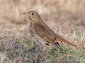 Hermit Thrush - Bells Bend (& Outdoor Center), Davidson County, December 28, 2020