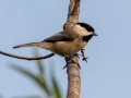 Carolina Chickadee - Bumpus Mills Rd and River Rd,  Dover, Stewart County, September 18, 2020