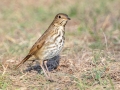 Hermit Thrush - Bells Bend (& Outdoor Center), Davidson County, December 28, 2020