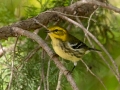 Black-throated Green Warbler -Lake  Barkley WMA, Dover,  Stewart County, October 1, 2020