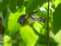 Northern Parula -Lake Barkley WMA, Dover,  Stewart County, October 1, 2020