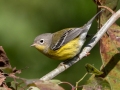 Magnolia Warbler - Lake Barkley State Park,  Stewart County,  September 19, 2020