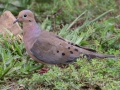 Mourning Dove - Montgomery County Yard Bird, Aug 26, 2020