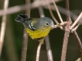 Magnolia Warbler  -Lake  Barkley WMA, Dover,  Stewart County, October 2, 2020