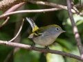 Chestnut-sided Warbler - Lake Barkley WMA, Dover,  Stewart County, October 2, 2020