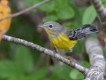 Magnolia Warbler - Land Between the Lakes National Recreation Area, Cadiz, Trigg County, Kentucky, September 26, 2020