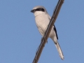 Loggerhead Shrike - Ogg Road, Robertson County, November 23, 2020