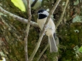 Carolina Chickadee - Lake Barkley State Park,  Stewart County,  September 19, 2020