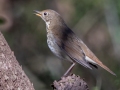 Hermit Thrush - Bicentennial Trail (Mark's Trailhead, Ashland City), Cheatham County, November 17, 2020