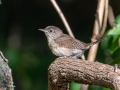 House Wren - Dunbar Neighborhood, Clarksville, Montgomery County, September 27, 2020