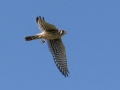 American Kestrel - Lake Barkley State Park,  Stewart County,  September 20, 2020