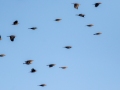 Brown-headed Cowbirds - Johnson's Dairy Farm, Robertson County, November 23, 2020