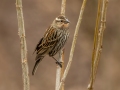 Red-winged Blackbird - Yard Birds - Montgomery County, Clarksville, TN, Feb 26, 2023