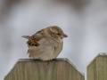 House Sparrow - Yard Birds,, Clarksville, Montgomery County, TN, January 2022