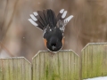 Eastern Towhee (male) - Yard Birds,, Clarksville, Montgomery County, TN, January 2022