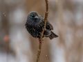 European Starling - Yard Birds,, Clarksville, Montgomery County, TN, January 2022