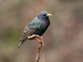 European Starling - Yard Birds - Montgomery County, Clarksville, TN, Jan 16, 2023