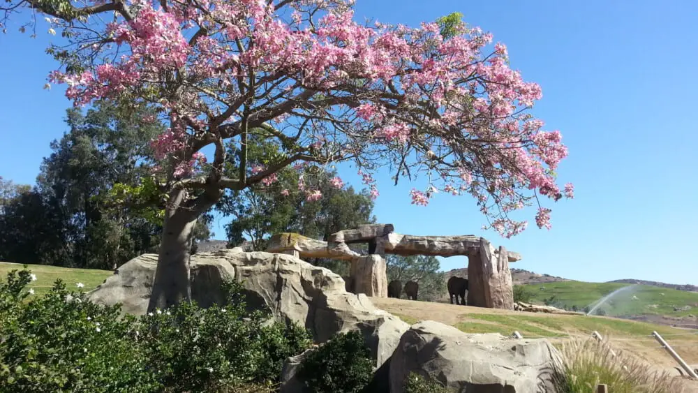 Elephants standing under their shade structure in Elephant Valley at San Diego Safari Park.